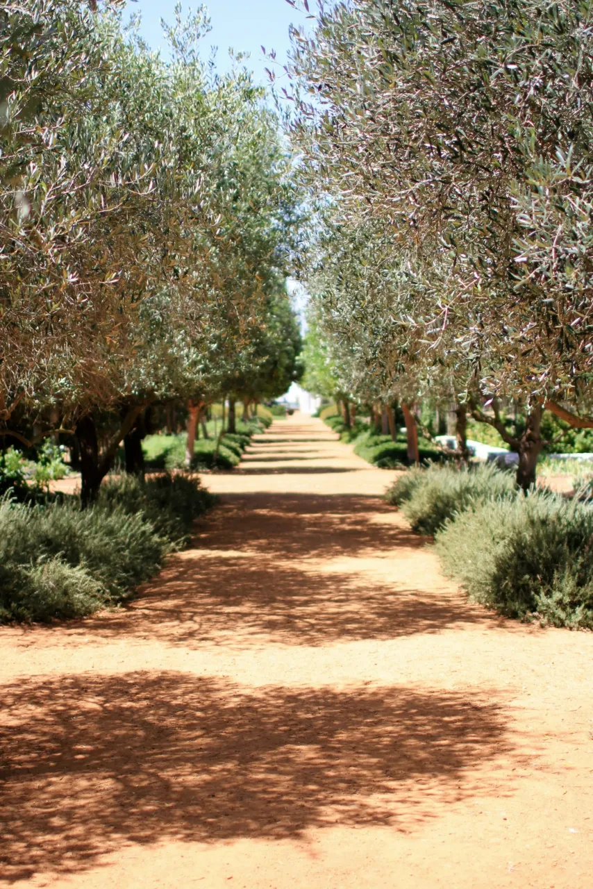 Allée bordée d'oliviers sous le soleil. Mas en Provence