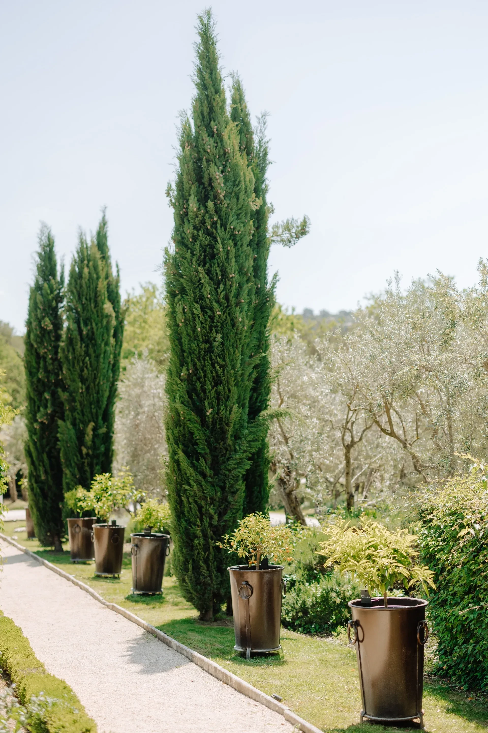 Allée bordée d'arbres et de pots en métal. Mas Luberon